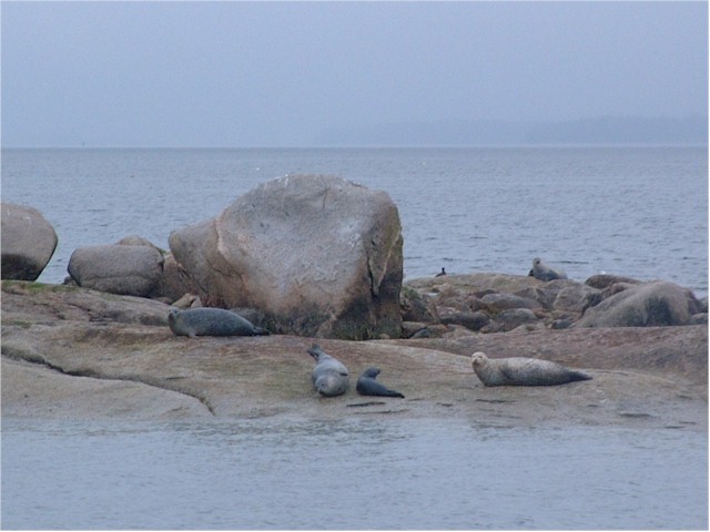... and the seals basking on the rocks.