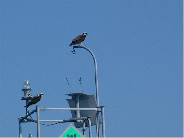 Ospreys on top of a navigation mark.
