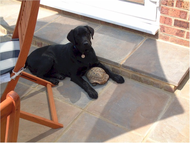 Murphy playing with friend, the tortoise!
