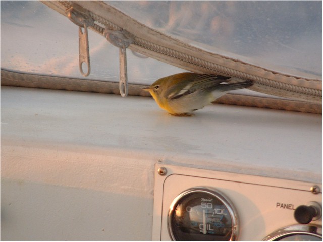 En route from Charleston to Miami - and a little hitch-hiker in the cockpit!
