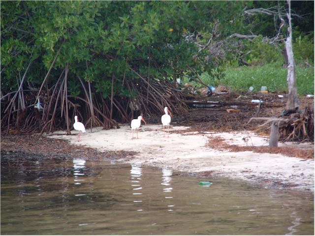 At Rodriguez Key.
