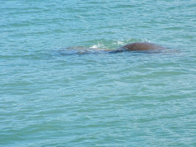 We swam with a manatee at Bahia Salinas!
