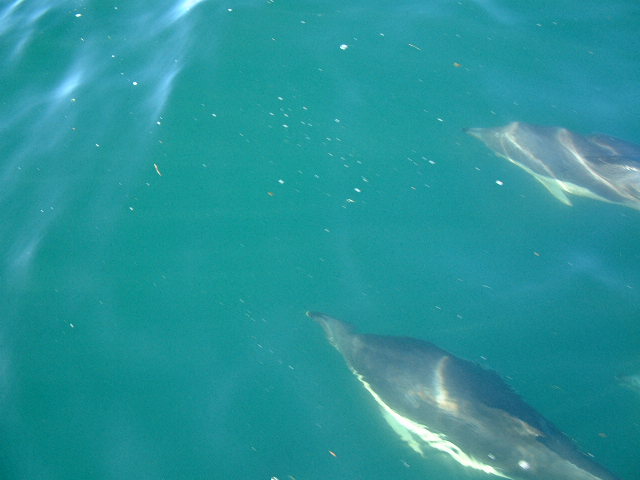 dolphins