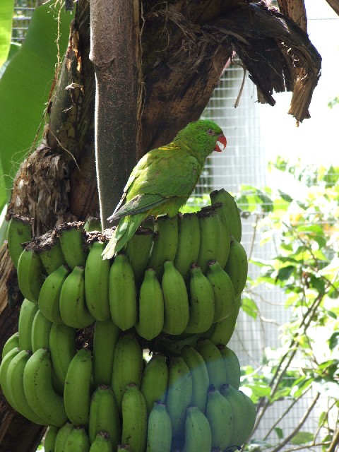 At the botanical gardens of Guadaloupe...
