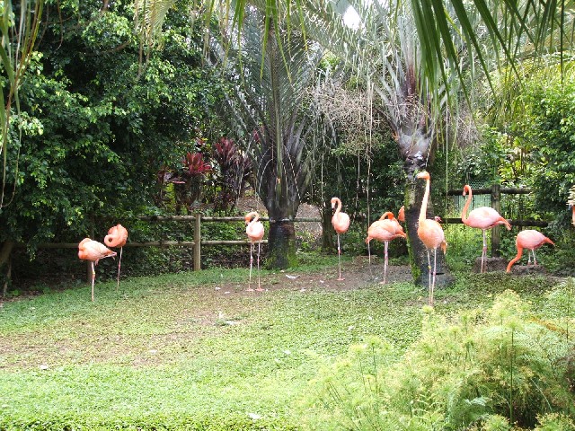 At the botanical gardens of Guadaloupe...
