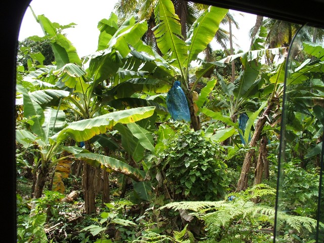Dominica - and the bananas wrapped in blue plastic to protect them from birds!
