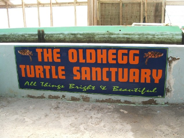 The Turtle Sanctuary ...