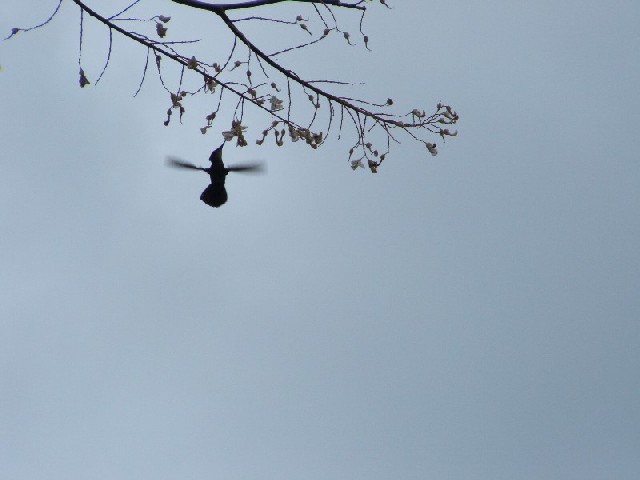 Keith managed to photograph this hummingbird in flight!
