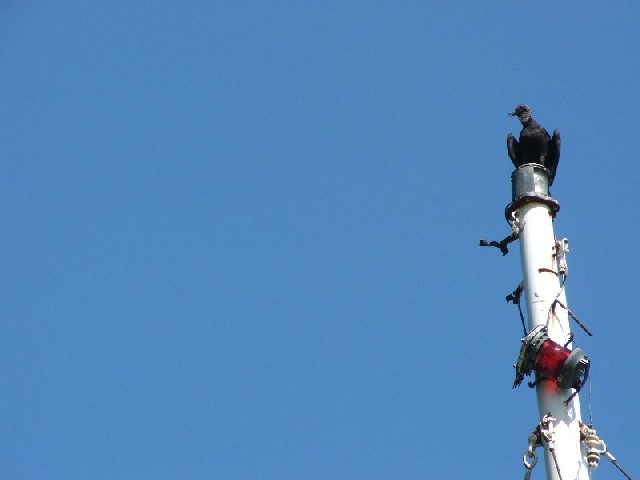 This turkey vulture perched on a mast!
