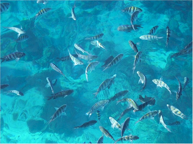 This photo was taken looking over the side of Poco at anchor! (Sergeant Majors waiting to be fed...)

