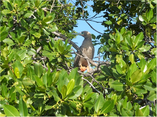 A Red-Footed Booby.
