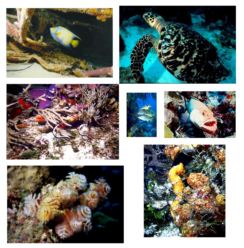 Some of the fantastic underwater sights of Bonaire.
