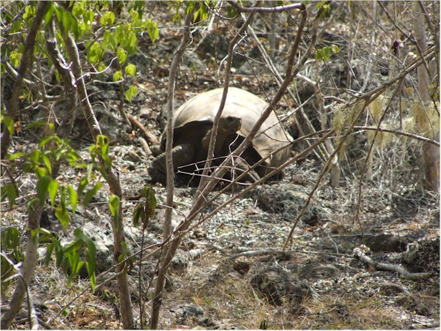 These are definitely giant tortoises!