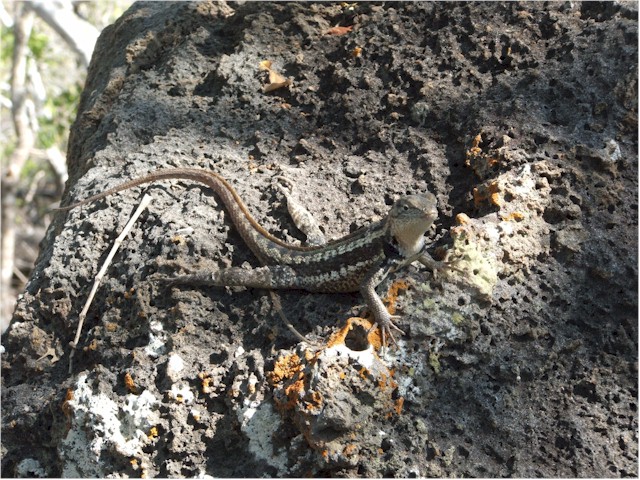 Lava Lizards.

