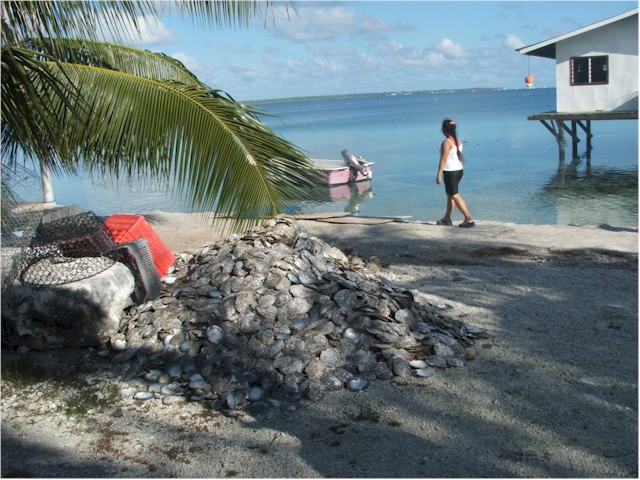 ... the shells pile up on the island.