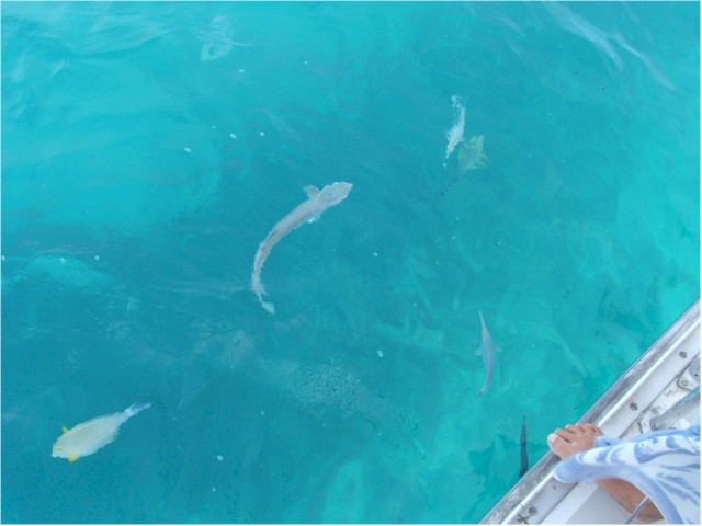 Remora - they cling to the bottom of the boat by their heads.
