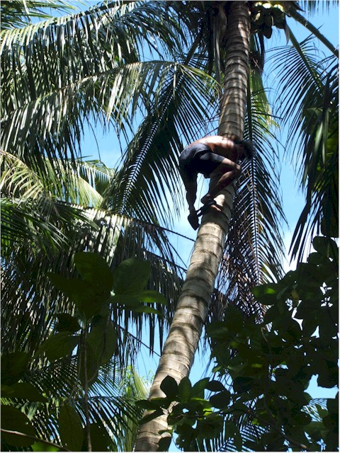 John climbs a coconut tree for evening meal...
