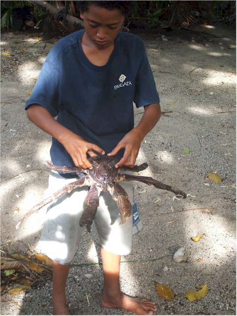 The boys have a huge coconut crab as a pet!
