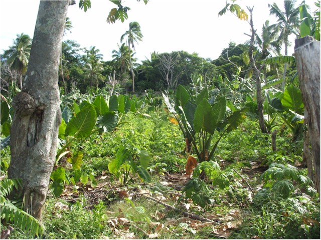 ... and growing taro for the market.
