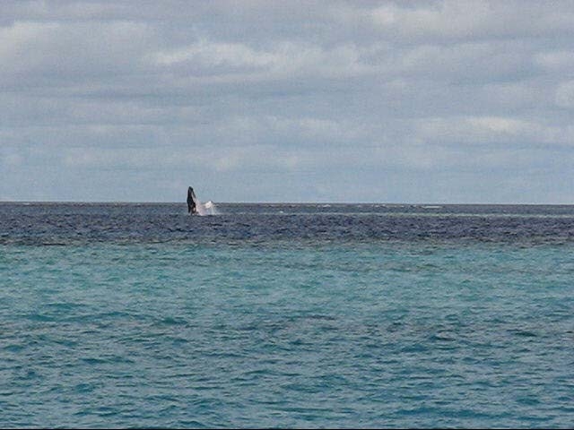 Whale breaching (seen by us while we were at anchor!) Photo courtesy of Stuart Inglis
