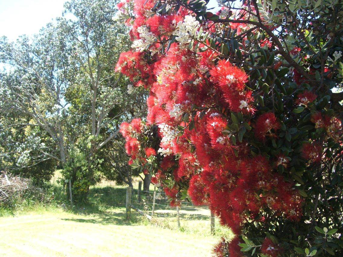 The Pohutukawa tree - New Zealand's native 'Christmas Tree'.
