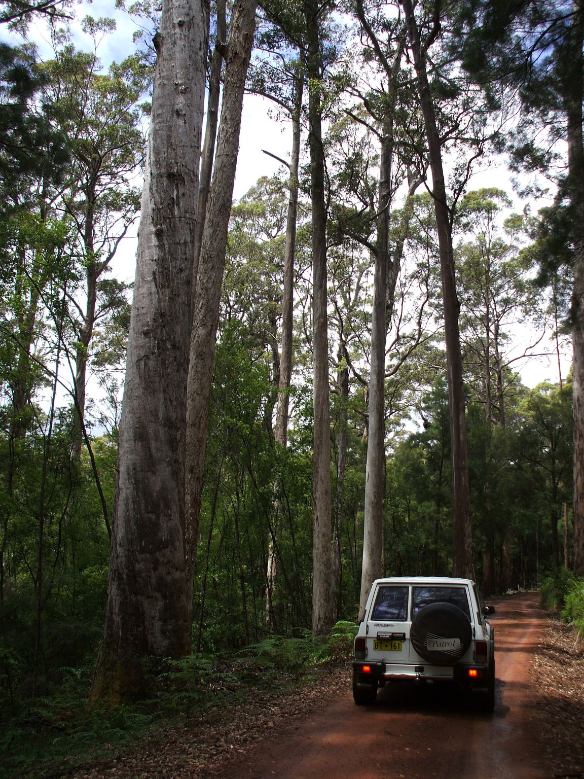 Tall trees in South West Western Australia