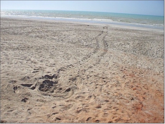 The Flat Back turtles were coming up to lay their eggs at 80 Mile Beach - their tracks clearly visible on the beach.
