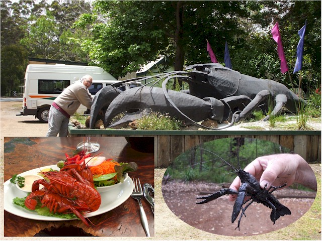 Yabbi - a freshwater crayfish