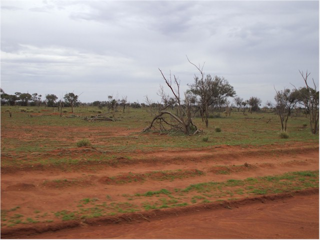 The 'greening of the desert' after the rain.