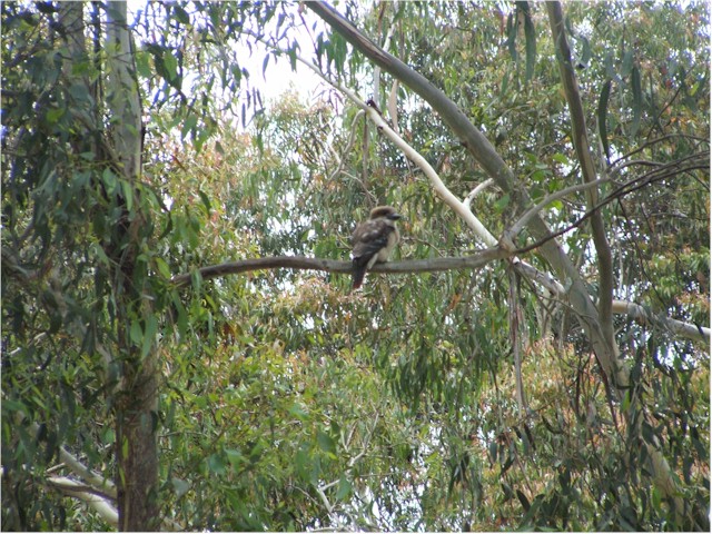 ...or the kookaburra!
