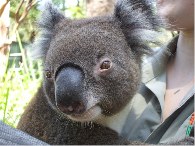 .. and a koala bear.
