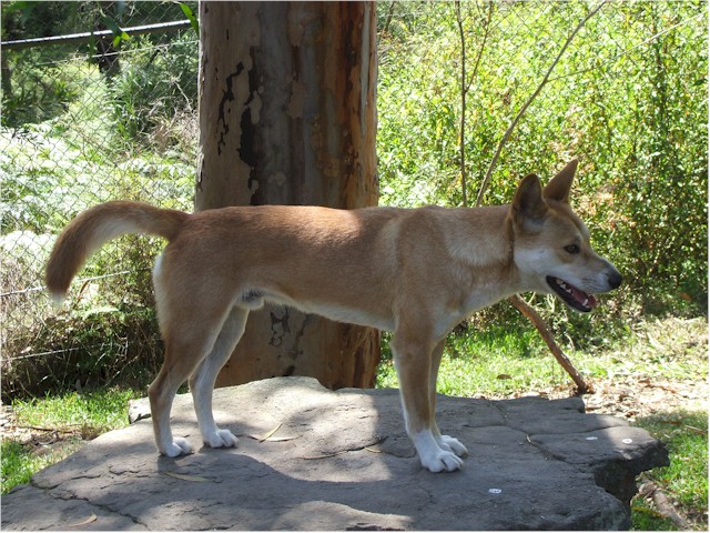 But not the dingo...
