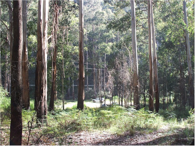 The Yarra Ranges at the southern end of the Great Dividing Range.