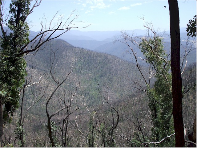 Extensive bush fires a year before had wiped out the forest...