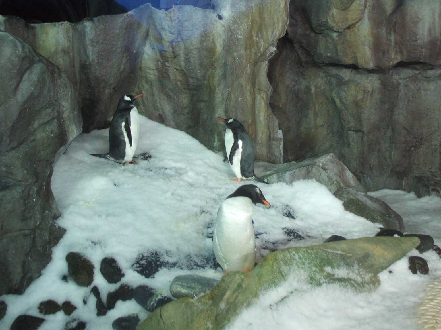 Kelly Tarlton's has a collection of antarctic Gentoo penguins...