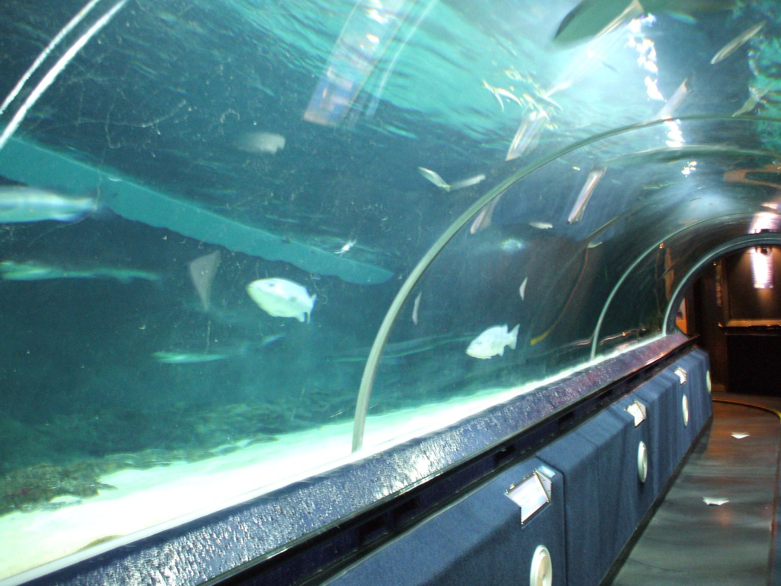 We visited Kelly Tarlton's Underwater World courtesy of Christine's job...