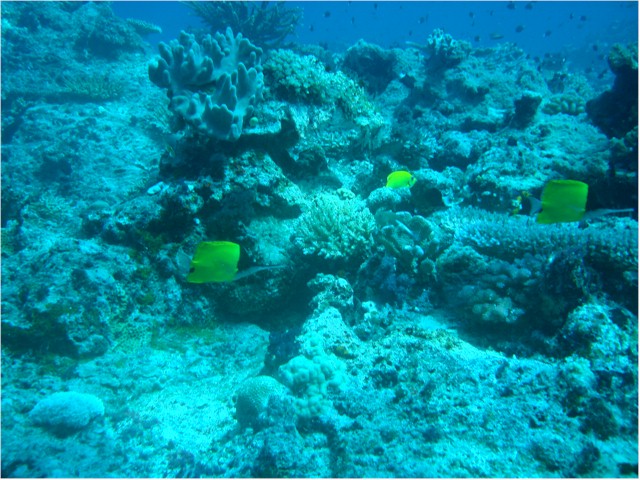 
Rainbow Reef diving - Butterfly fish
