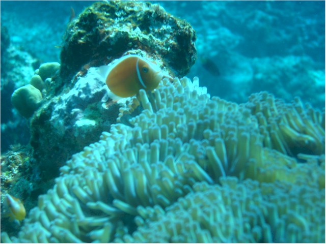 
Rainbow Reef diving - Clownfish
