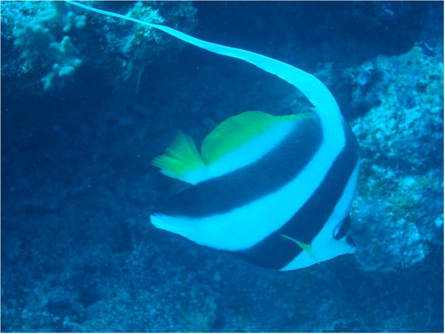 
Rainbow Reef diving - Masked Bannerfish
