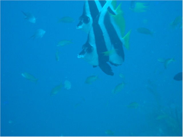 
Rainbow Reef diving - Masked Bannerfish
