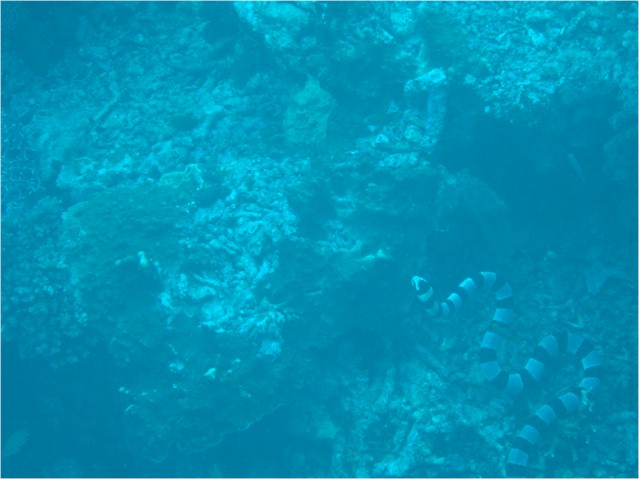 
Rainbow Reef diving - this sea snake chased Linda!

