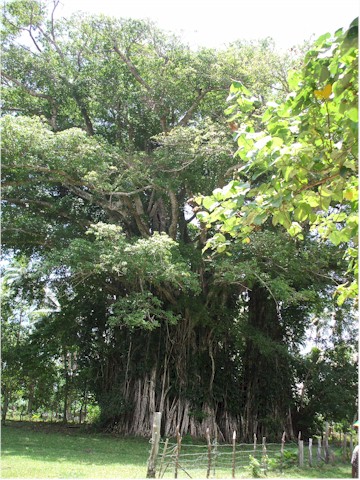 This huge Banyan tree hosts the local 'nakamal' (kava pub).
