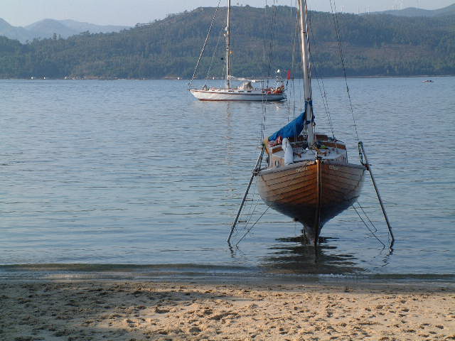 Tadorna standing on her legs being varnished at Portosin in the Ria de Muros, Northern Spain.