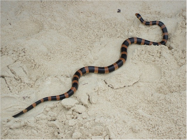 When the tourist boats leave for the day, the sea snakes come out to play!
