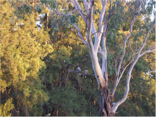Kookaburras enjoy sunset in the outback.
