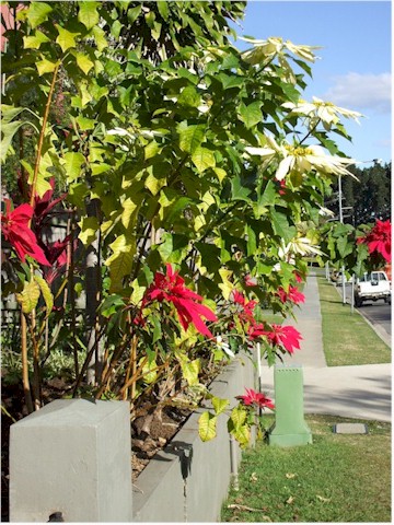 
Winter arrives in Brisbane - but the weather is still great...