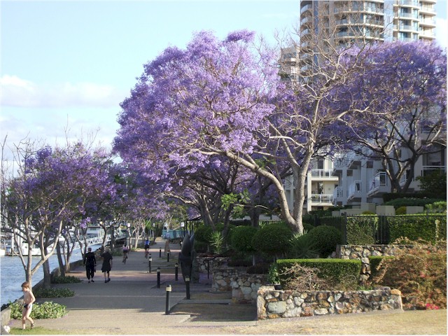 
The magnificent Jacaranda trees in bloom over Brisbane...