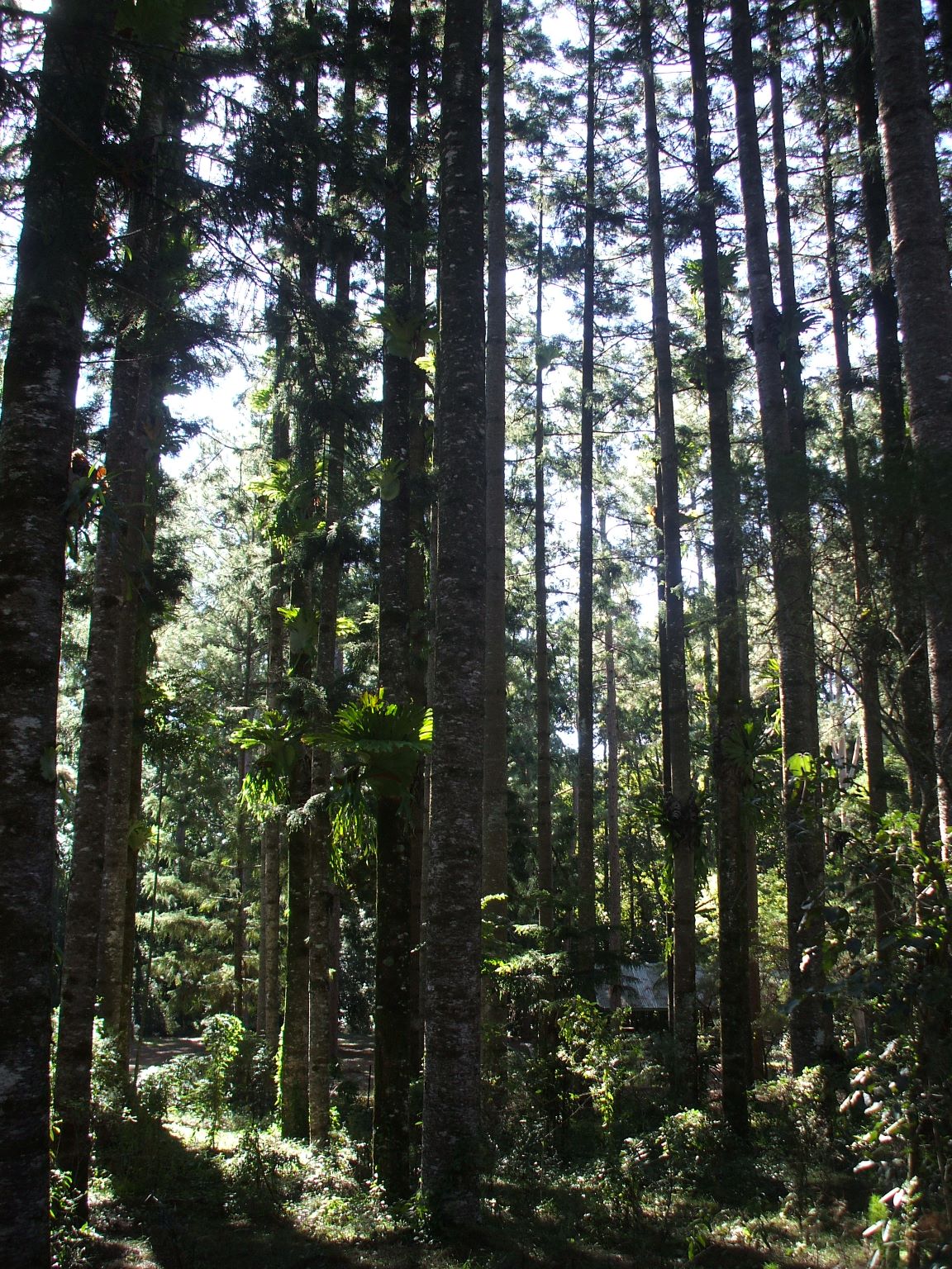 Surprisingly, the interior of the island supports tall trees and bromeliads...
