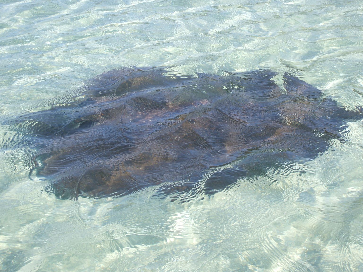 And the stingrays skitted around in the shallow water.
