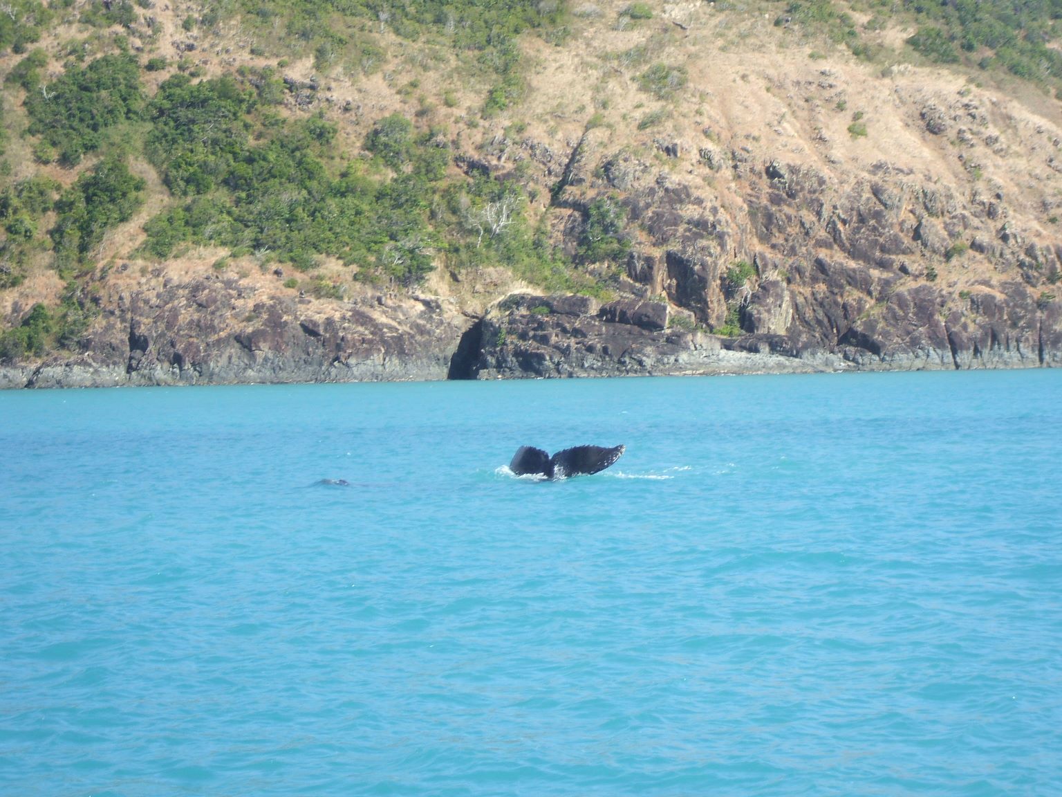 We saw a mother whale and calf just off the stern of Poco Andante!
